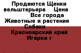 Продаются Щенки вельштерьера  › Цена ­ 27 000 - Все города Животные и растения » Собаки   . Красноярский край,Игарка г.